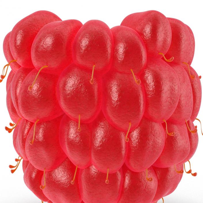 3D Red Raspberry model