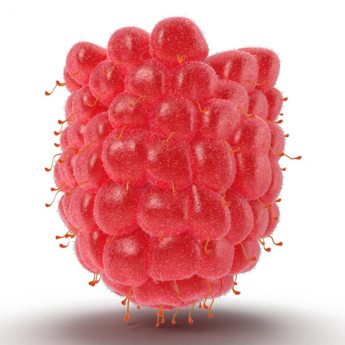 Fresh Raspberry with Fur 3D model