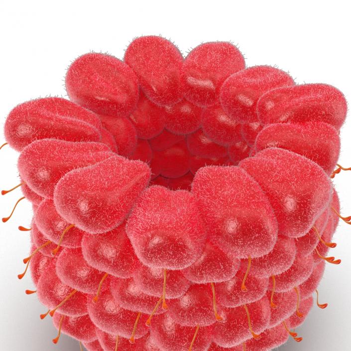 Fresh Raspberry with Fur 3D model