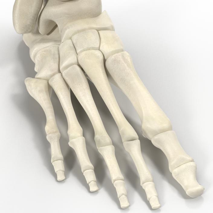 Human Skeleton Foot 3D model