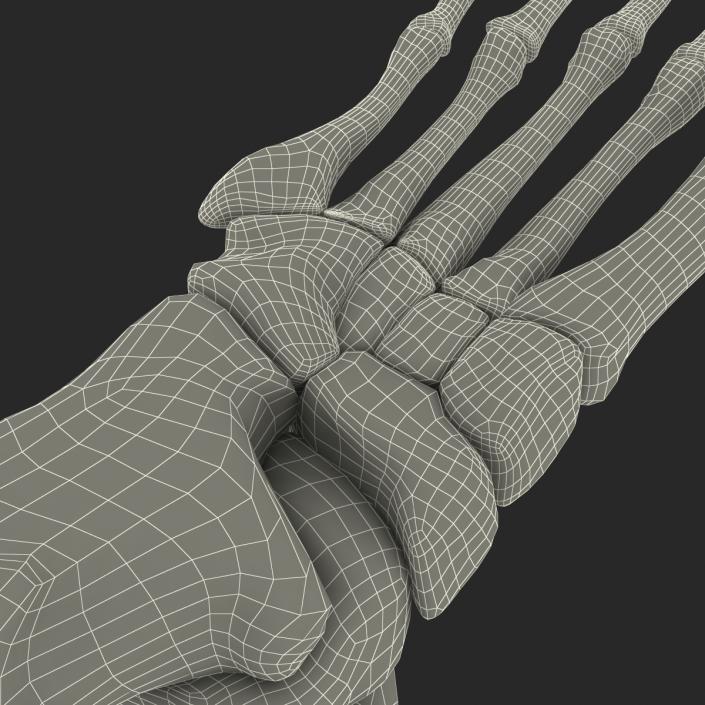 Human Skeleton Foot 3D model