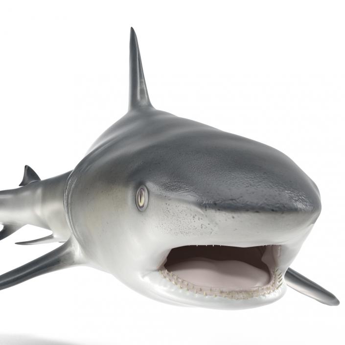 Caribbean Reef Shark Swimming Pose 3D model