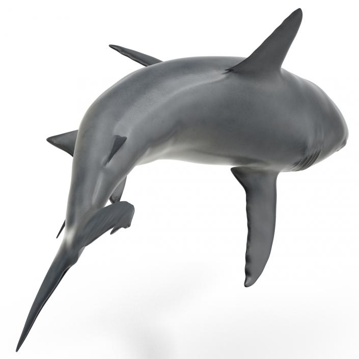 Caribbean Reef Shark Swimming Pose 3D model