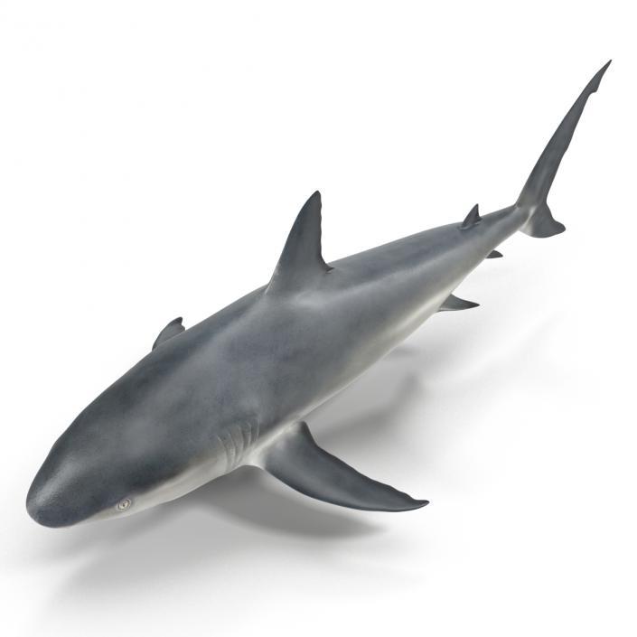 3D model Caribbean Reef Shark