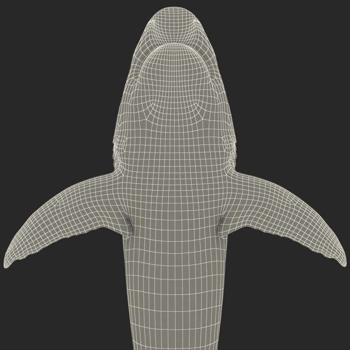3D model Caribbean Reef Shark