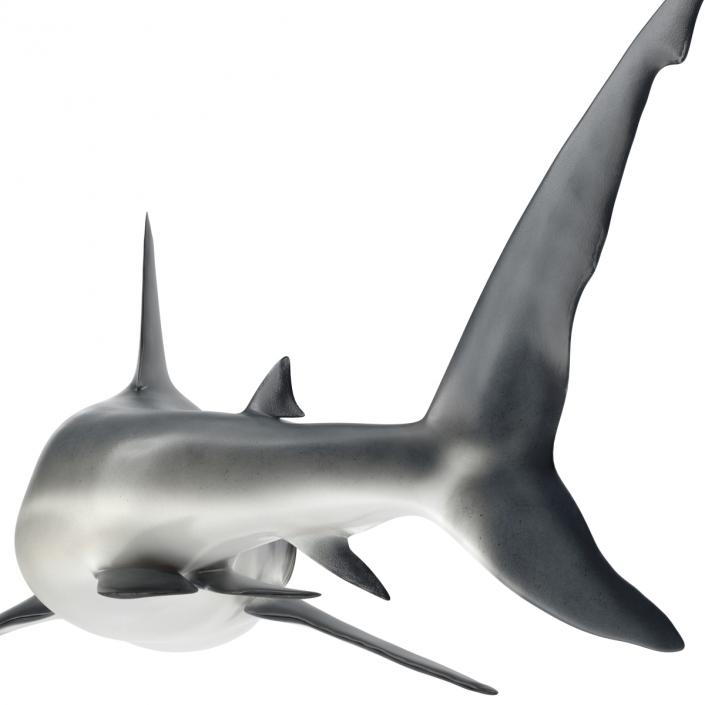 Caribbean Reef Shark Rigged 3D