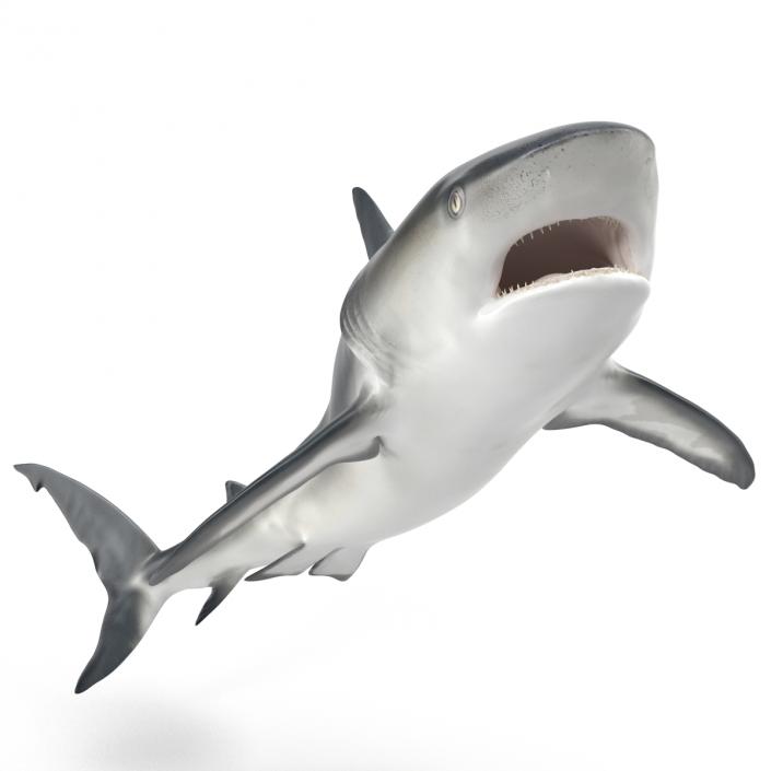 Caribbean Reef Shark Rigged 3D