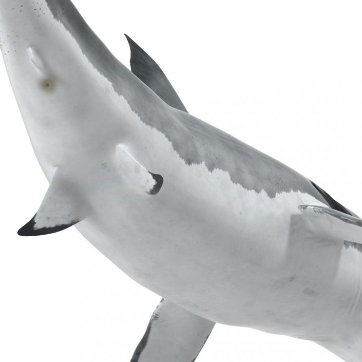 Great White Shark Attacking Pose 3D