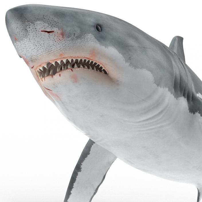 Great White Shark Rigged 3D model