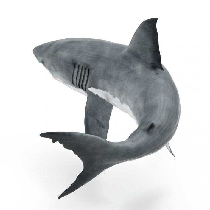 Great White Shark Rigged 3D model