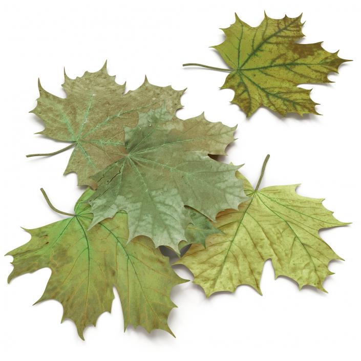 3D Green Maple Leaves model