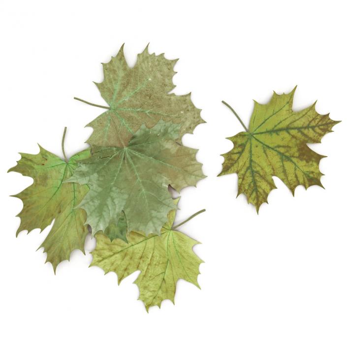3D Green Maple Leaves model