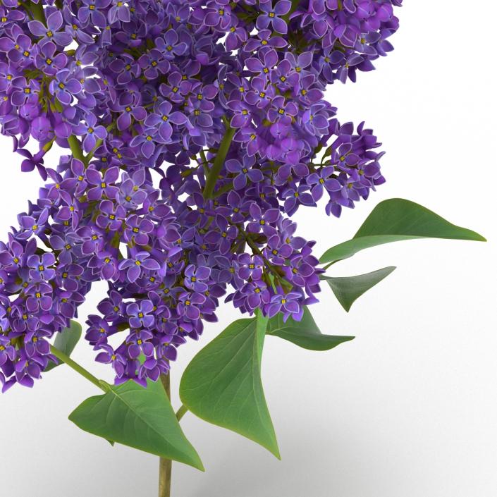 3D model Syringa Lilac 2