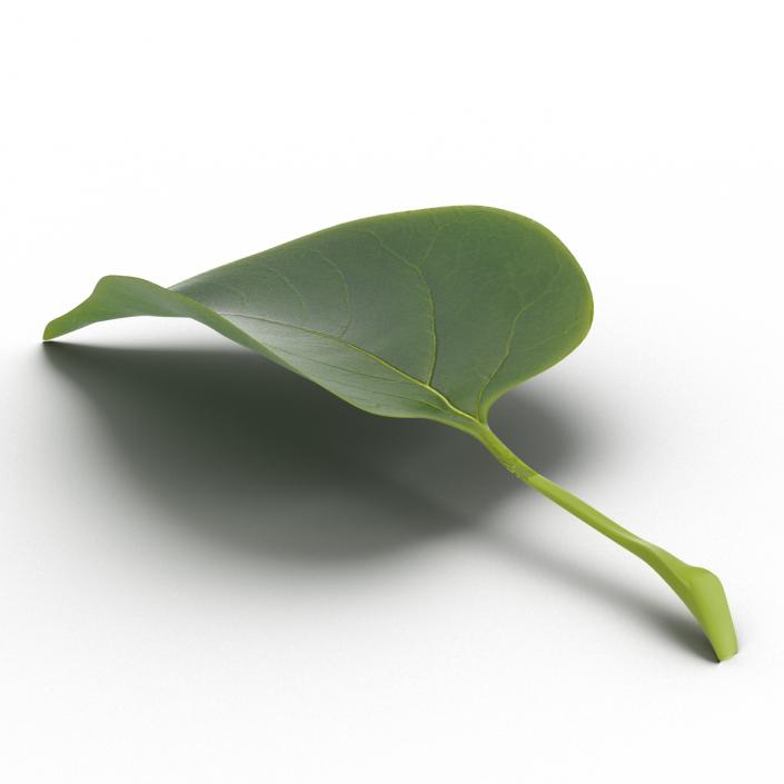 3D model Leaf 2