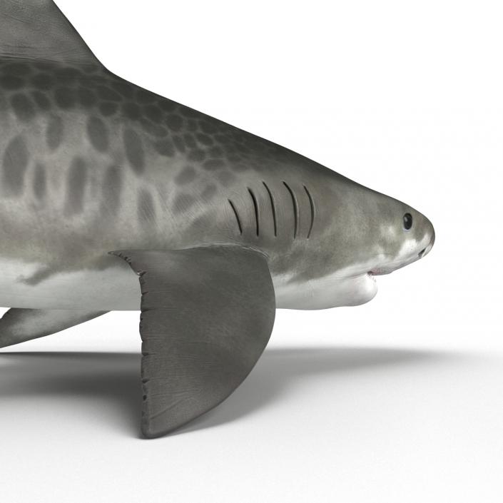 3D Tiger Shark