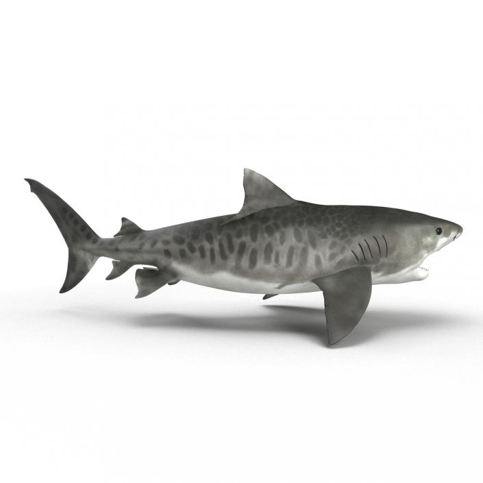 3D model Tiger Shark Swimming