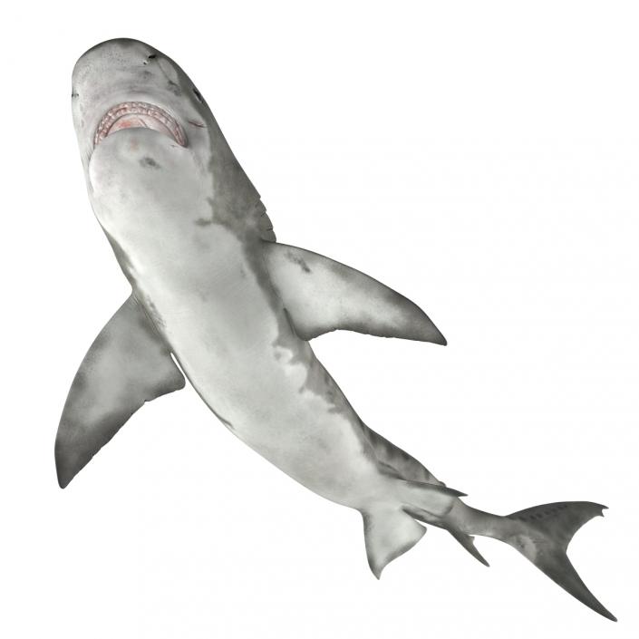 3D model Tiger Shark Swimming