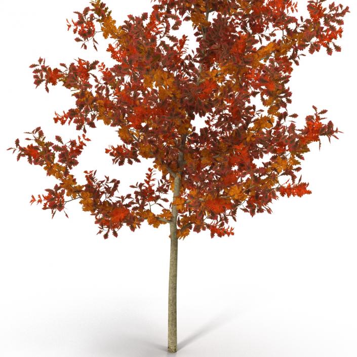 Young White Oak Autumn 3D