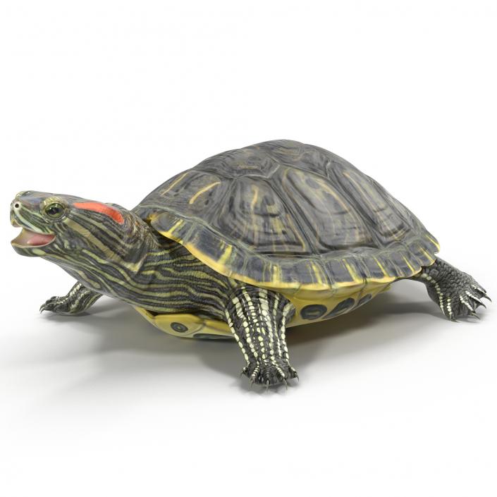 3D model Pond Slider Turtle Rigged