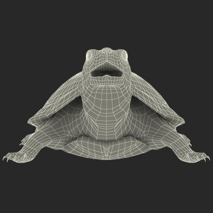 3D model Pond Slider Turtle Rigged