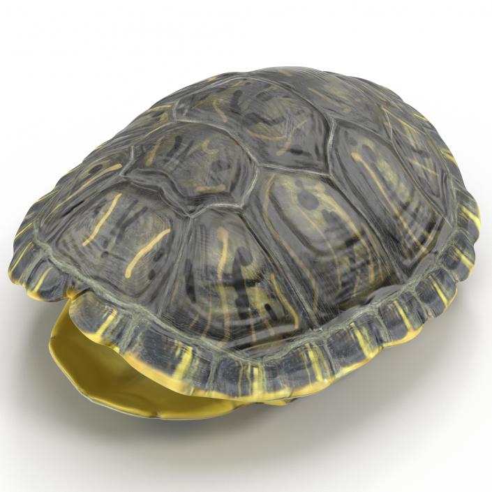Turtle Shell 3D