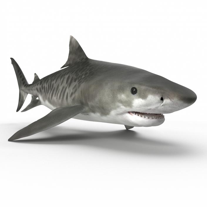 3D Tiger Shark Rigged model