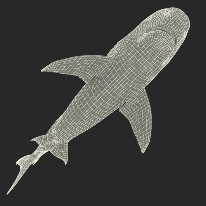 3D Tiger Shark Rigged model