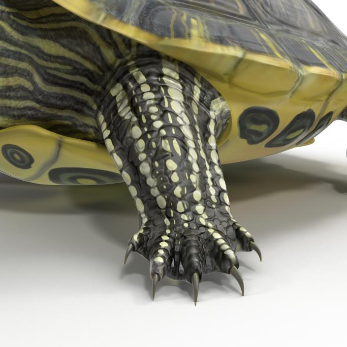 3D model Pond Slider Turtle Pose 2