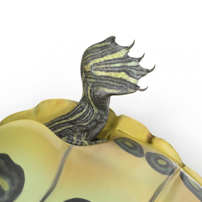 3D model Pond Slider Turtle Pose 2