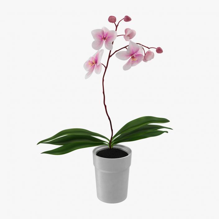 3D Orchid in Pot model