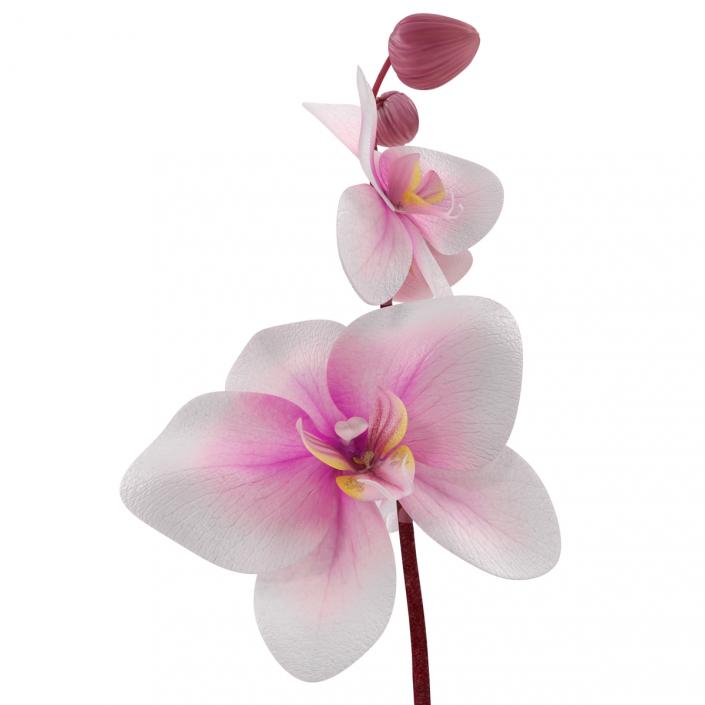 3D Orchid in Pot model