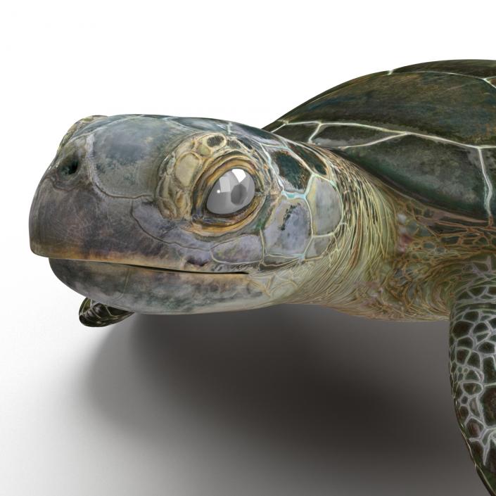 Sea Turtle Pose 2 3D