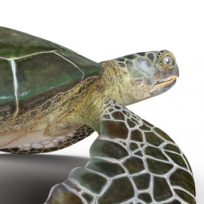 Sea Turtle Pose 2 3D