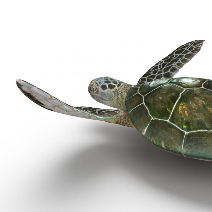 Sea Turtle Pose 3 3D