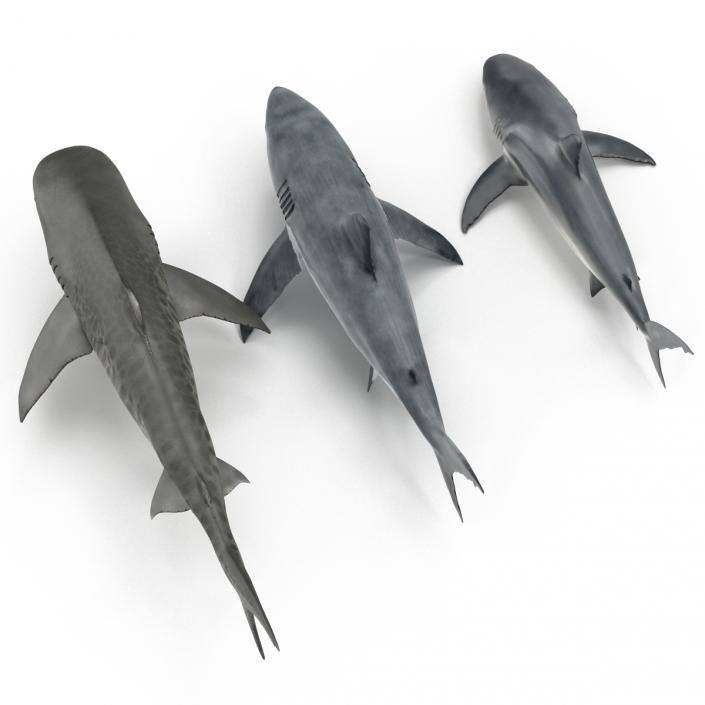 Sharks Collection 3D