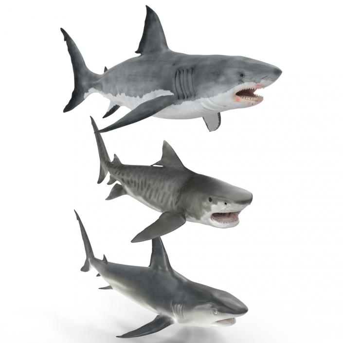 Rigged Sharks Collection 3D model