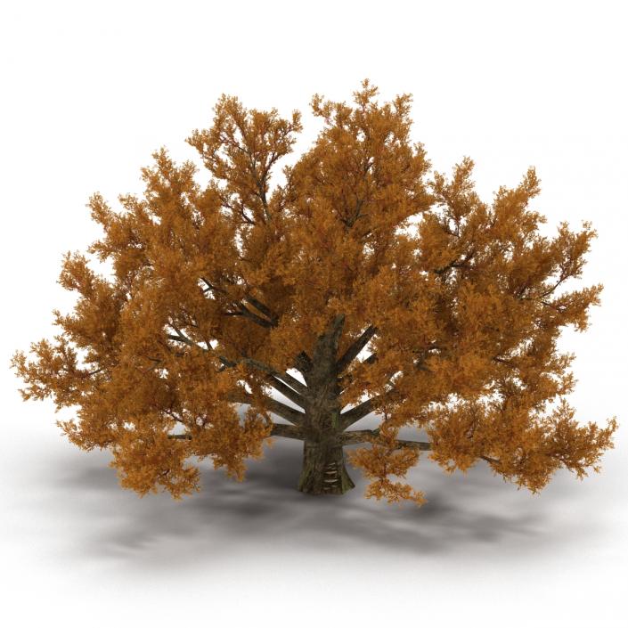 3D model Old White Oak Autumn