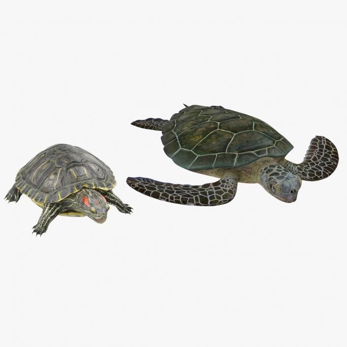 3D Turtles 3D Models Collection model