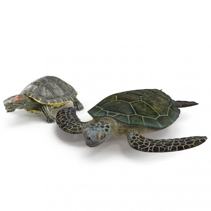 3D model Rigged Turtles 3D Models Collection