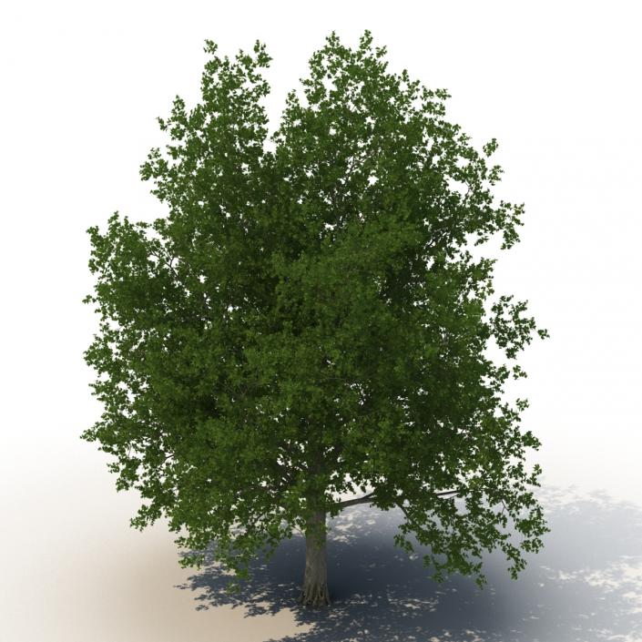 3D Red Maple Tree Summer