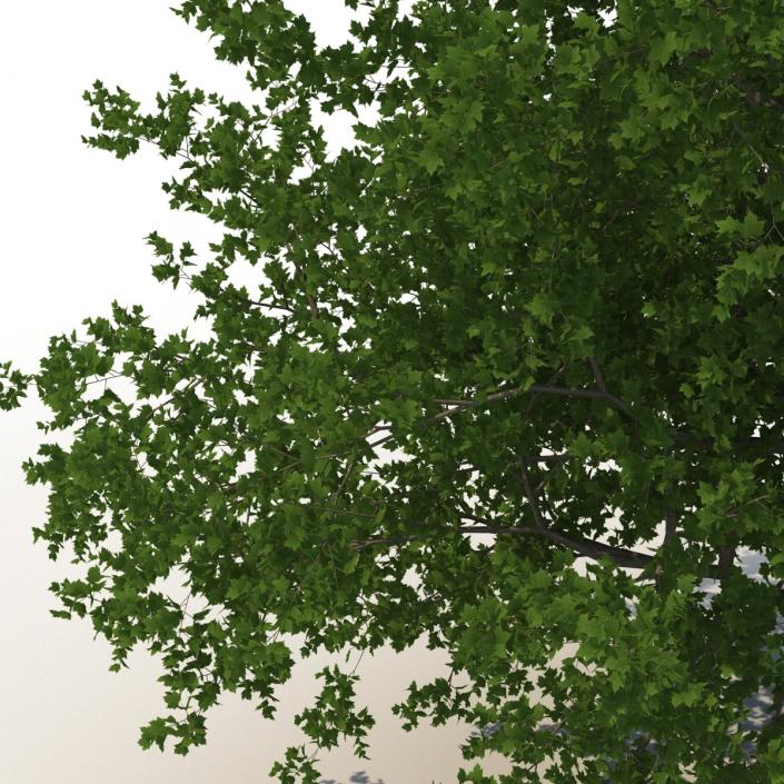 3D Red Maple Tree Summer