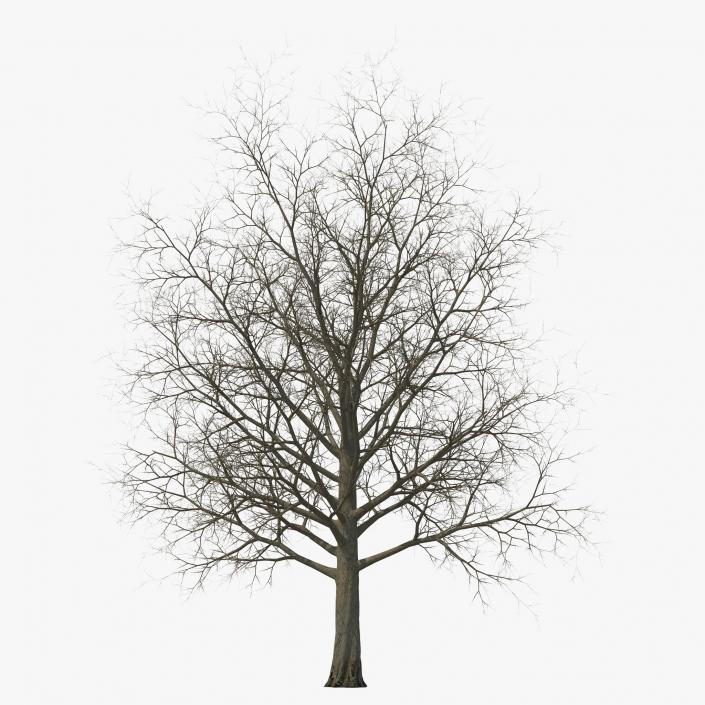 3D Red Maple Tree Winter