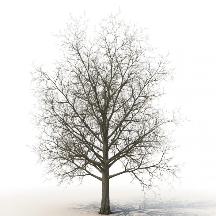 3D Red Maple Tree Winter