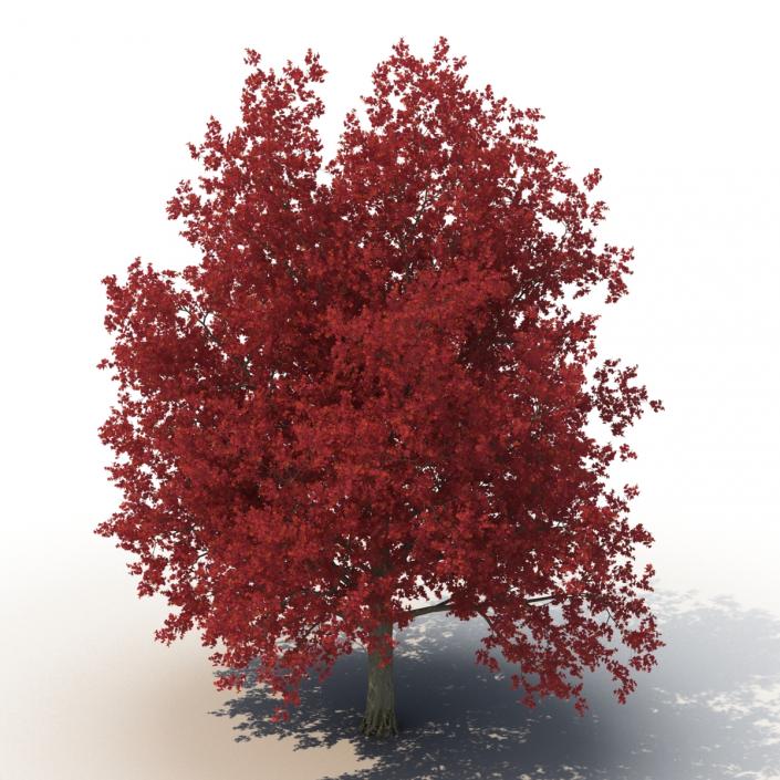 3D Red Maple Tree Autumn