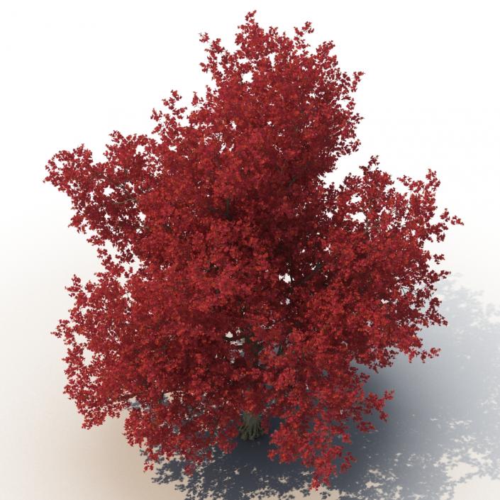 3D Red Maple Tree Autumn