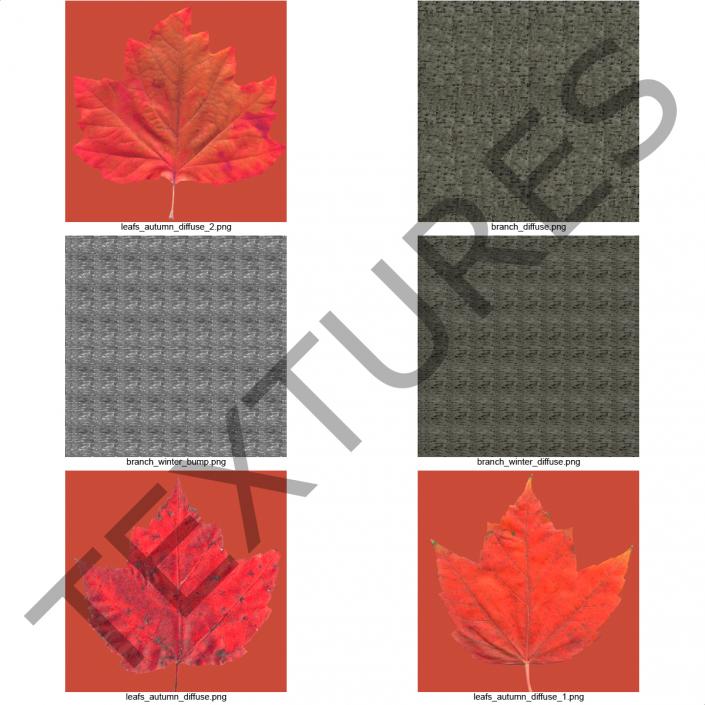 Young Tree Red Maple Autumn 3D