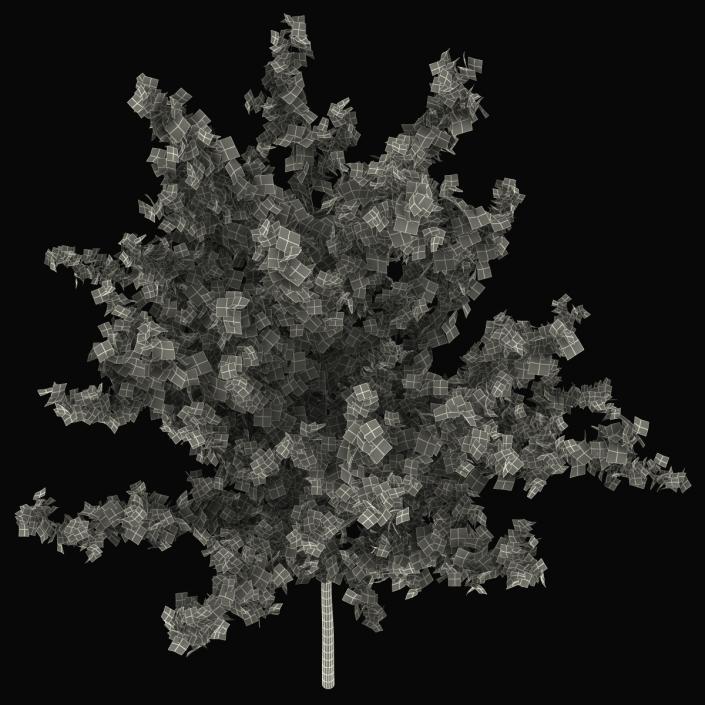 Young Tree Red Maple Autumn 3D