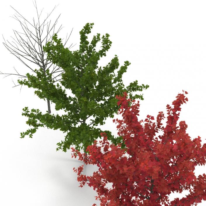 3D Young Tree Red Maple 3D Models Collection