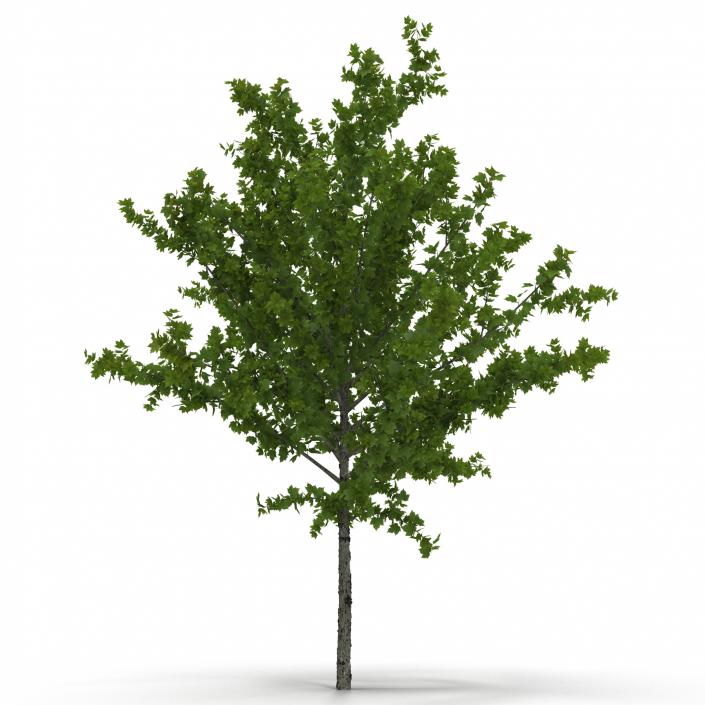 Young Tree Red Maple Summer 3D