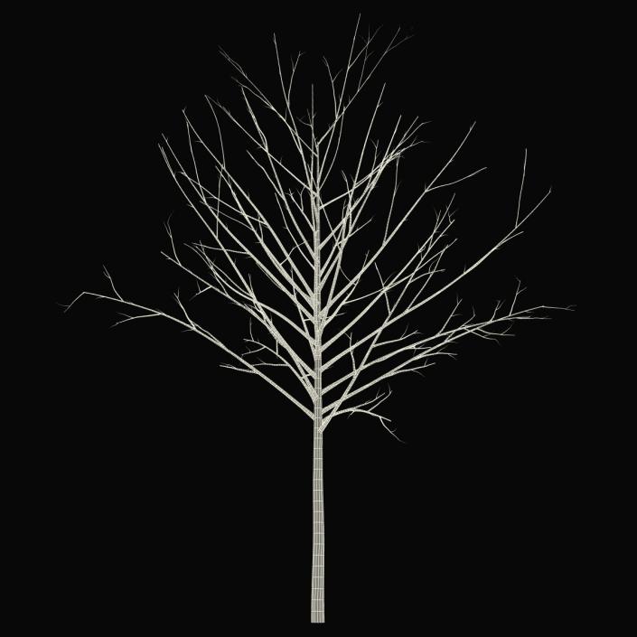 Young Tree Red Maple Winter 3D